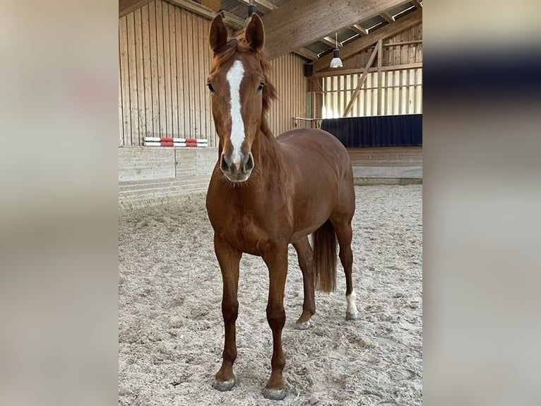 Koń wirtemberski Klacz 5 lat 170 cm Kasztanowata in Abstatt