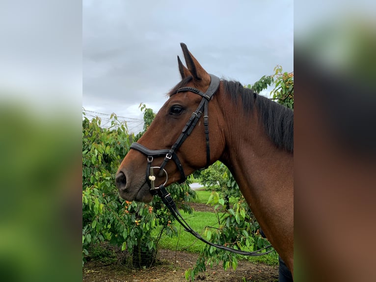 Koń wirtemberski Klacz 6 lat 162 cm Gniada in Ravensburg