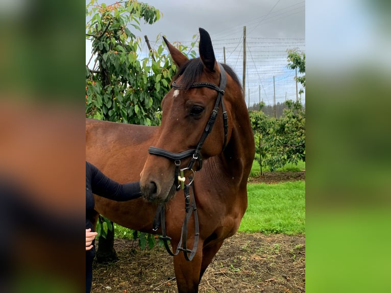 Koń wirtemberski Klacz 6 lat 162 cm Gniada in Ravensburg