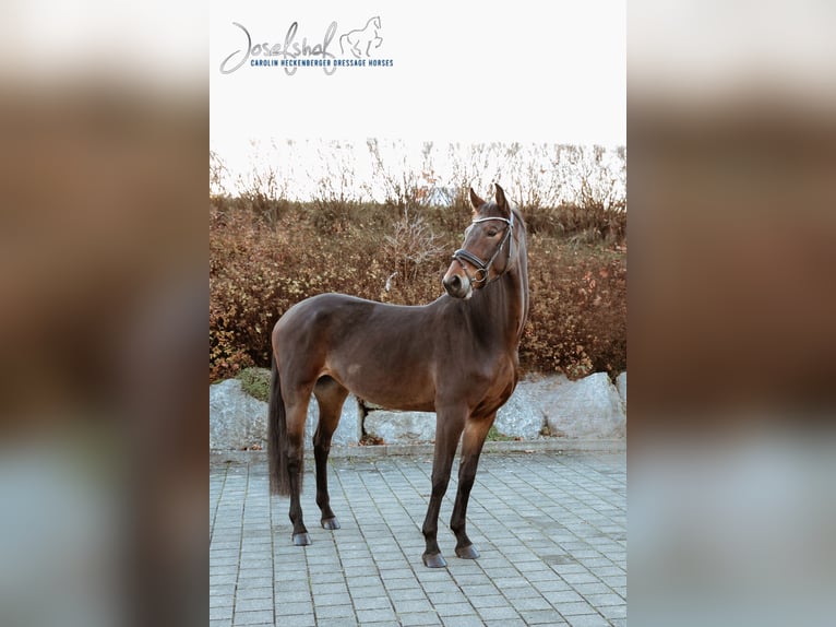 Koń wirtemberski Klacz 6 lat 166 cm Gniada in Oberstadion