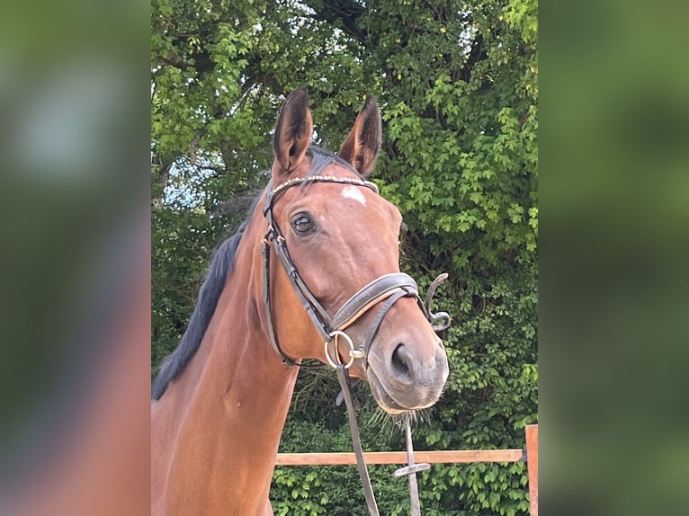 Koń wirtemberski Klacz 6 lat 168 cm Gniada in Ursensollen