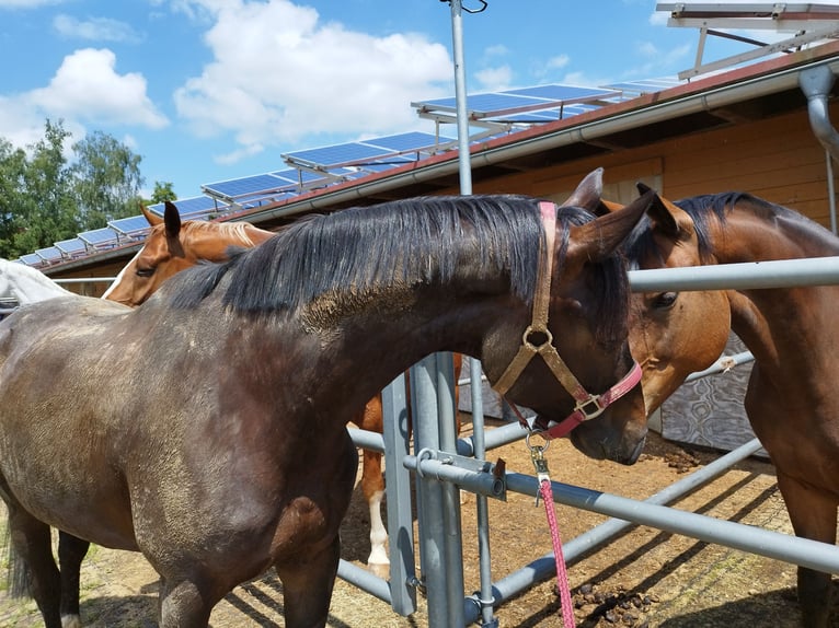 Koń wirtemberski Klacz 6 lat 168 cm Skarogniada in Vörstetten