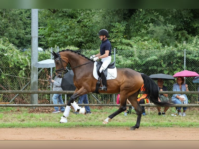 Koń wirtemberski Klacz 6 lat 174 cm Gniada in Neuenburg am Rhein