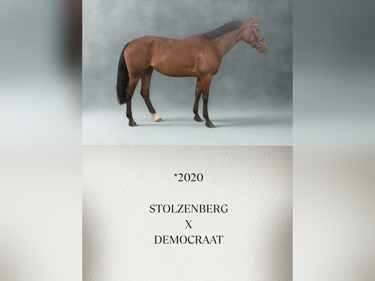 Koń wirtemberski Klacz 6 lat Gniada in Güglingen