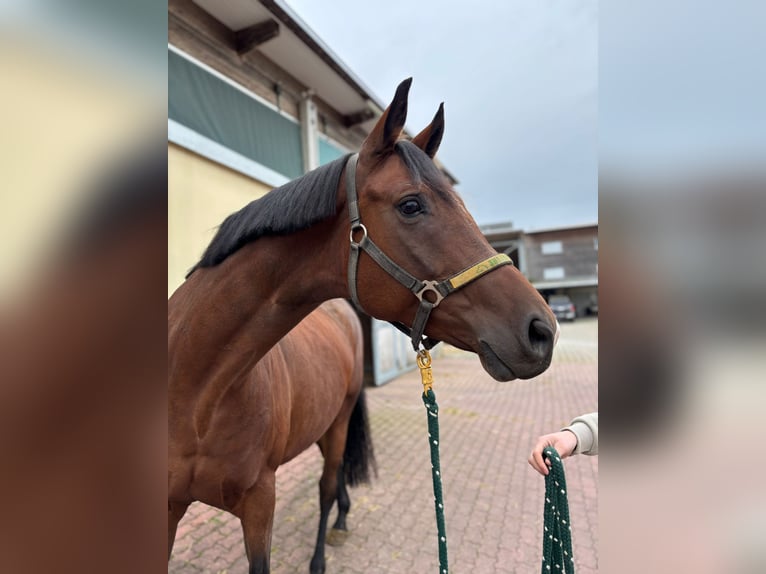 Koń wirtemberski Klacz 7 lat 168 cm Gniada in Walzbachtal