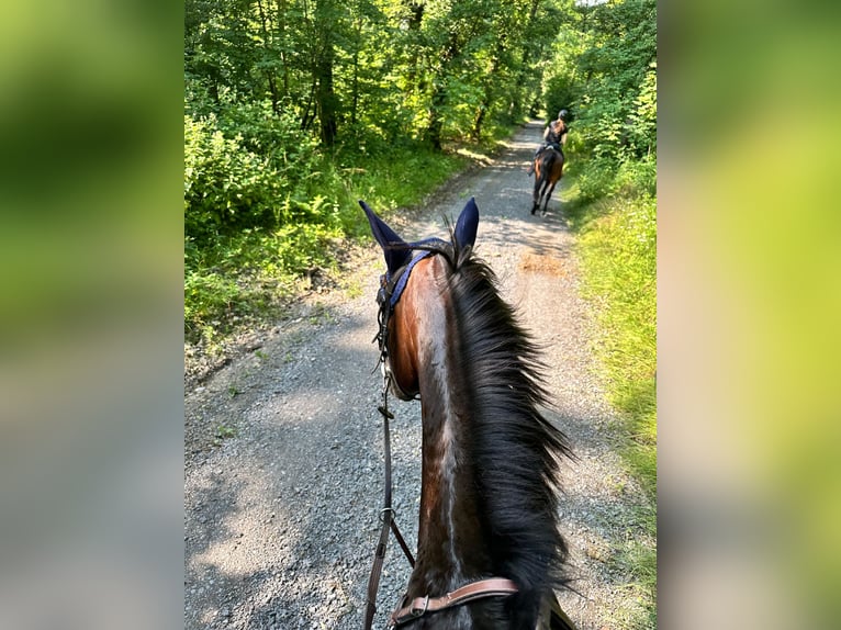 Koń wirtemberski Klacz 7 lat 173 cm Ciemnogniada in Königsbach-Stein