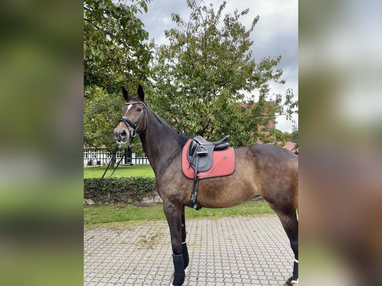 Koń wirtemberski Klacz 8 lat 180 cm Ciemnogniada in Lengerich Koń wirtemberski Klacz 8 lat 180 cm Ciemnogniada in Lengerich