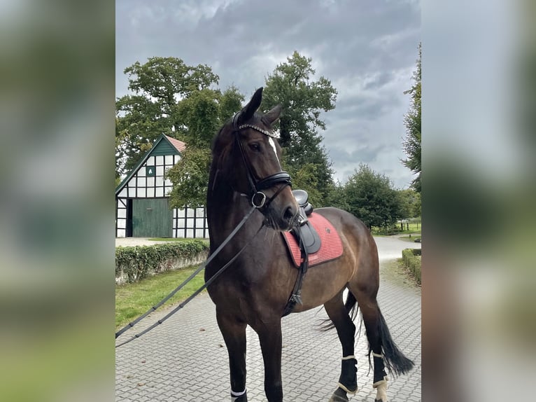 Koń wirtemberski Klacz 8 lat 180 cm Ciemnogniada in Lengerich Koń wirtemberski Klacz 8 lat 180 cm Ciemnogniada in Lengerich