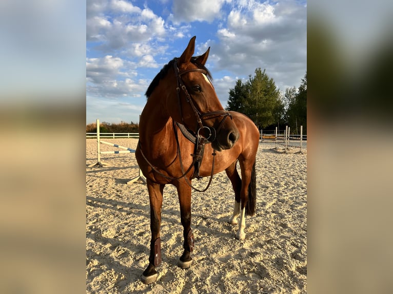 Koń wirtemberski Klacz 9 lat 164 cm Gniada in Waldbrunn