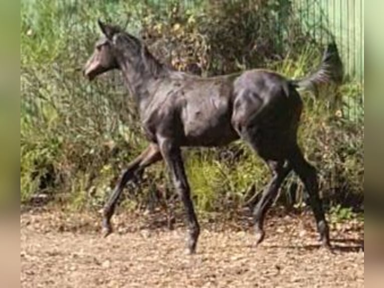 Koń wirtemberski Klacz Źrebak (04/2026) 170 cm Skarogniada in Carlsberg