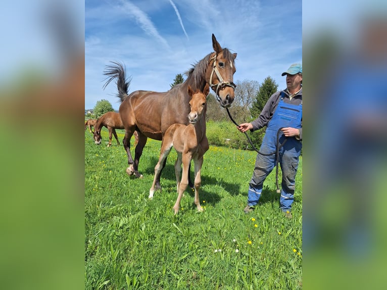 Koń wirtemberski Ogier  Kasztanowata in Ebersbach an der Fils