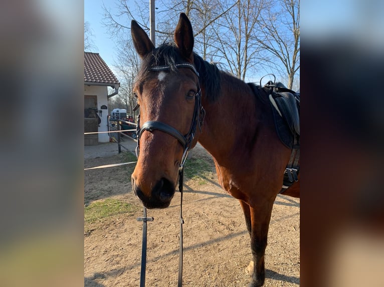 Koń wirtemberski Wałach 13 lat 169 cm Gniada in Erlangen