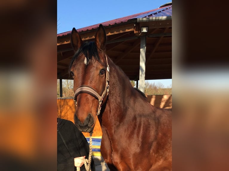 Koń wirtemberski Wałach 13 lat 169 cm Gniada in Erlangen