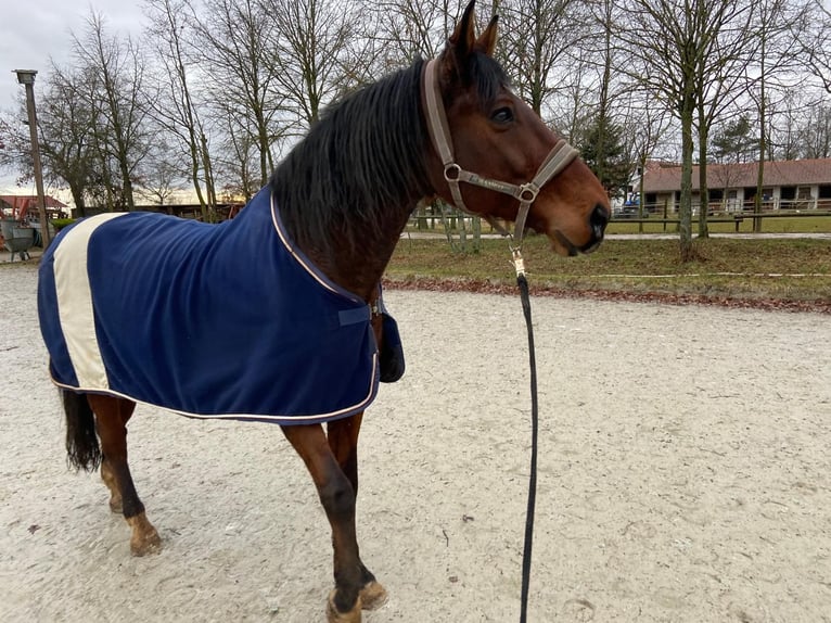 Koń wirtemberski Wałach 13 lat 169 cm Gniada in Erlangen