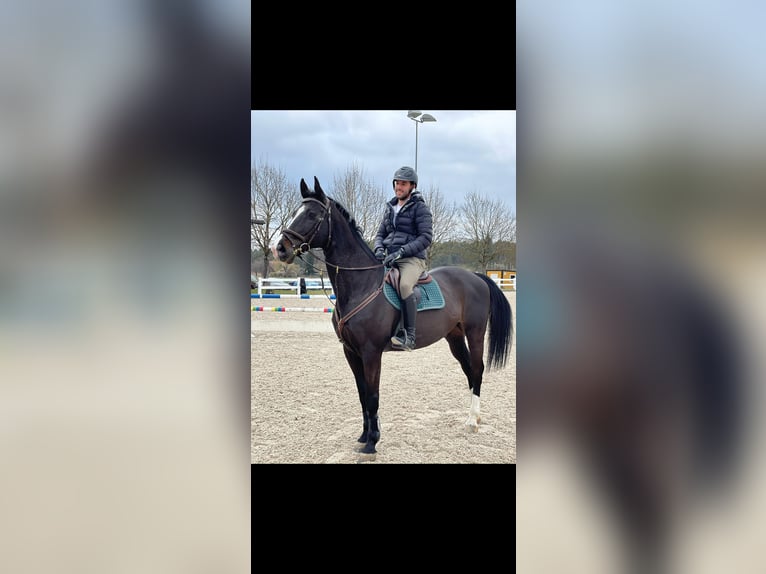 Koń wirtemberski Wałach 13 lat 171 cm Skarogniada in Dettighofen