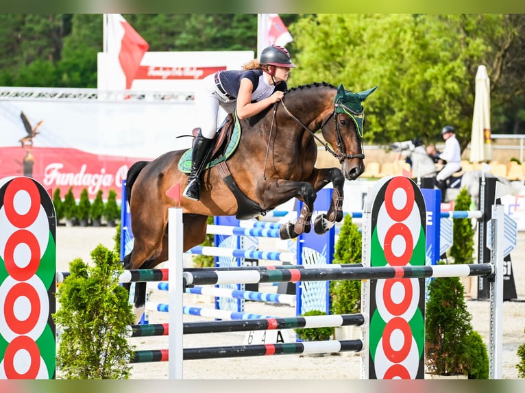 Koń wirtemberski Wałach 13 lat 172 cm Ciemnogniada in Bystrzek