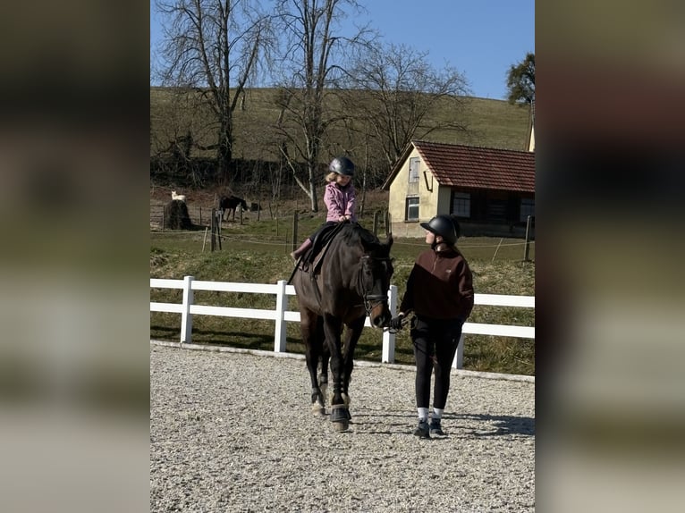 Koń wirtemberski Wałach 13 lat 173 cm Ciemnogniada in Baindt