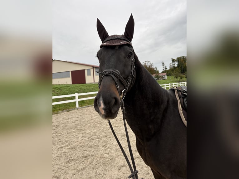 Koń wirtemberski Wałach 13 lat 173 cm Ciemnogniada in Baindt
