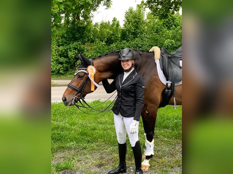 Koń wirtemberski Wałach 13 lat 174 cm Gniada in Ubstadt-Weiher