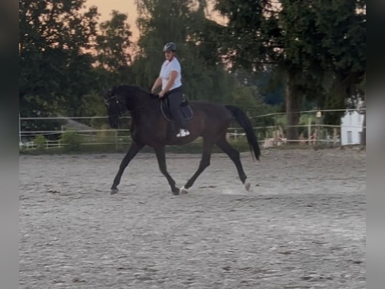 Koń wirtemberski Wałach 13 lat 180 cm Kara in Zimmern ob Rottweil