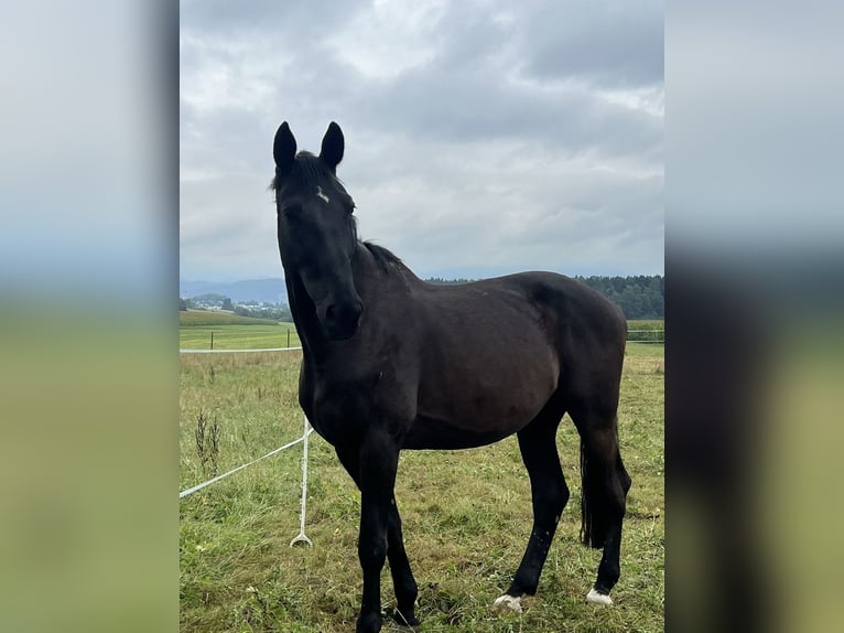 Koń wirtemberski Wałach 13 lat 180 cm Kara in Zimmern ob Rottweil