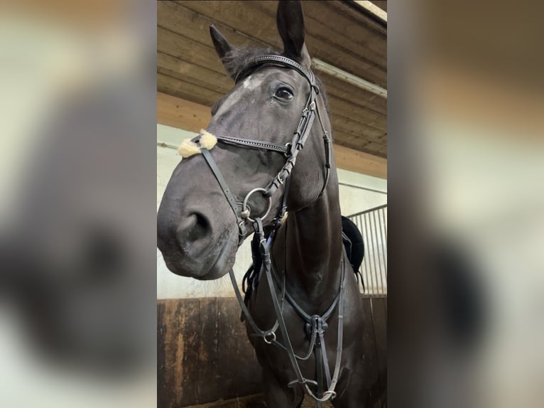 Koń wirtemberski Wałach 13 lat 180 cm Kara in Zimmern ob Rottweil