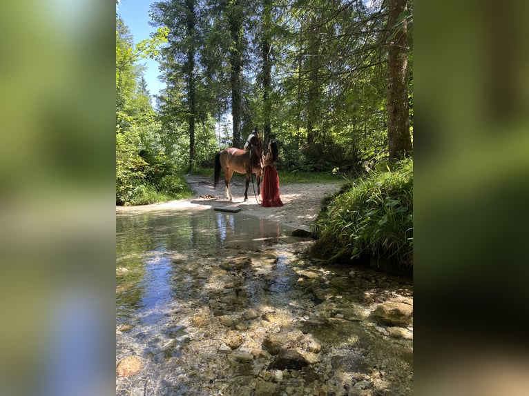 Koń wirtemberski Wałach 14 lat 167 cm Ciemnogniada in Bischofswiesen