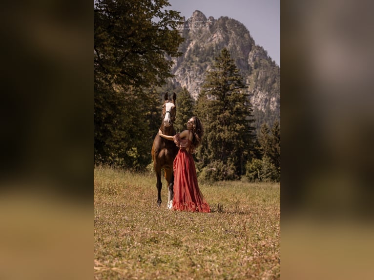 Koń wirtemberski Wałach 14 lat 167 cm Ciemnogniada in Bischofswiesen