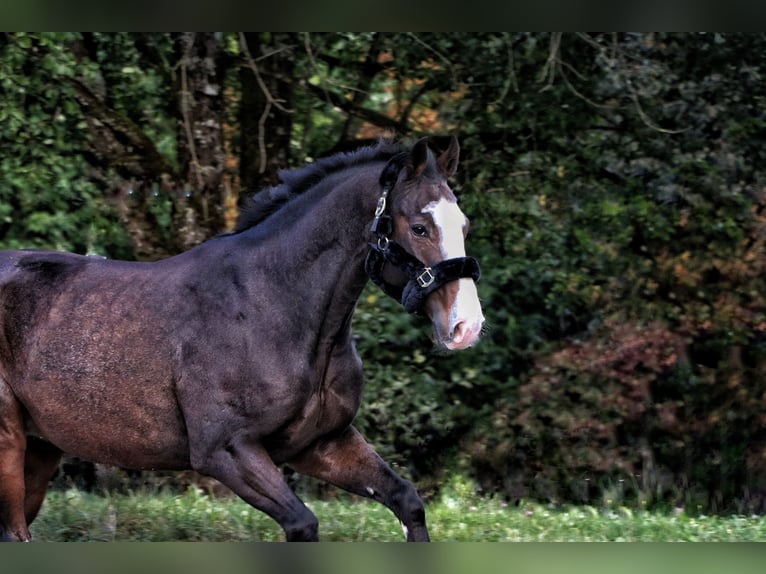 Koń wirtemberski Wałach 14 lat 167 cm Ciemnogniada in Bischofswiesen