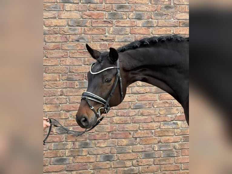 Koń wirtemberski Wałach 14 lat 170 cm Ciemnogniada in Niederkassel