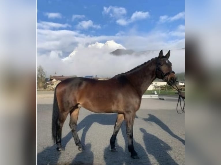 Koń wirtemberski Wałach 14 lat 170 cm Gniada in St. Johann in Tirol