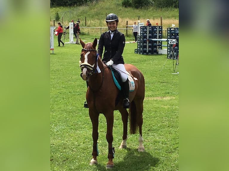 Koń wirtemberski Wałach 14 lat 174 cm Kasztanowata in Schorndorf