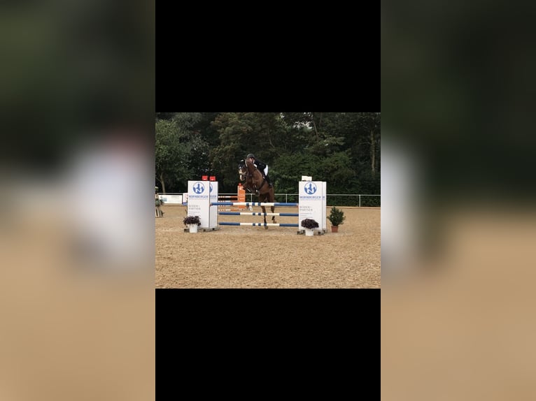 Koń wirtemberski Wałach 14 lat 174 cm Kasztanowata in Schorndorf