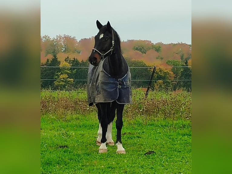 Koń wirtemberski Wałach 14 lat 180 cm Ciemnogniada in Blaustein