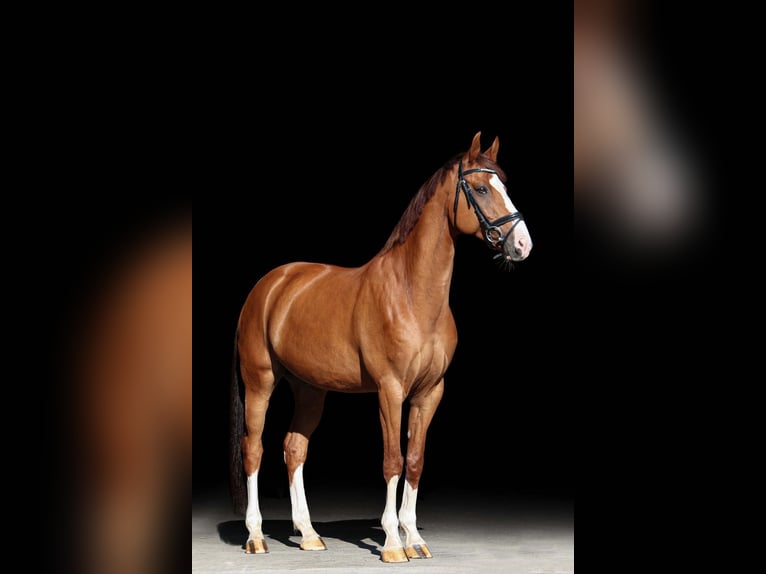 Koń wirtemberski Wałach 15 lat 164 cm Kasztanowata in Ellenberg