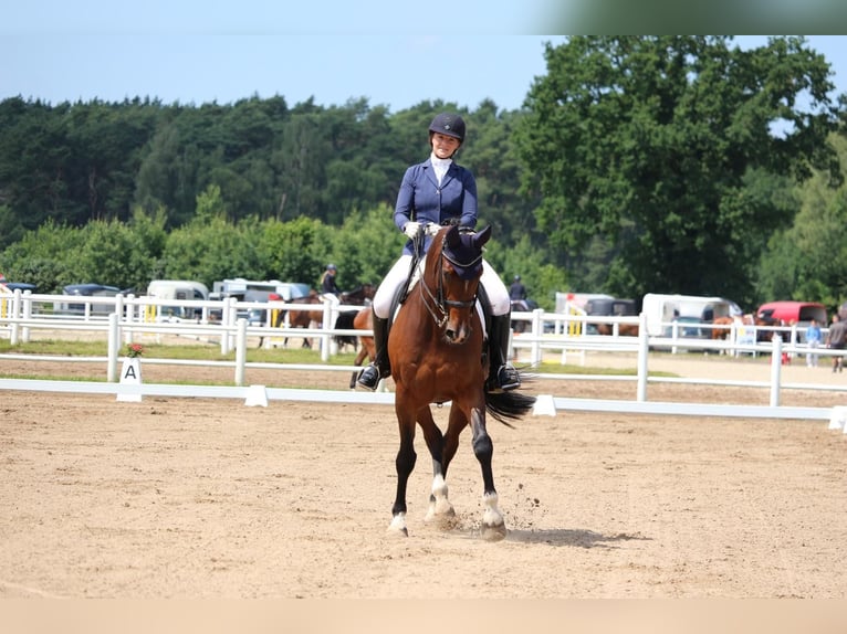 Koń wirtemberski Wałach 15 lat 168 cm Jasnogniada in Trittau