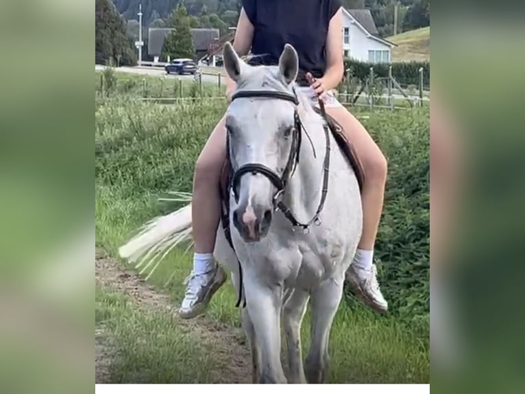 Koń wirtemberski Wałach 19 lat 165 cm Siwa w hreczce in Simonswald