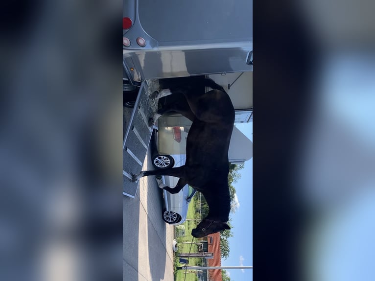 Koń wirtemberski Wałach 4 lat 173 cm in Herbrechtingen