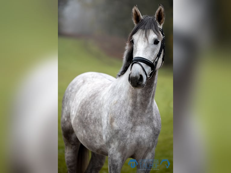 Koń wirtemberski Wałach 5 lat 167 cm Siwa in Korntal-Münchingen