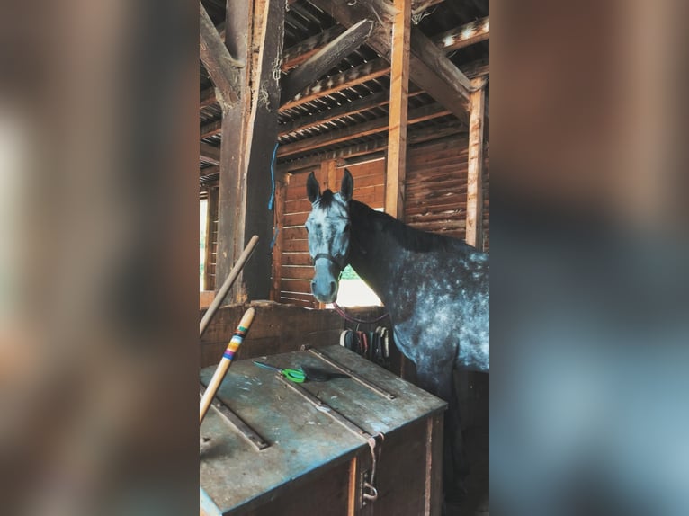 Koń wirtemberski Wałach 7 lat 163 cm Siwa jabłkowita in Rottweil
