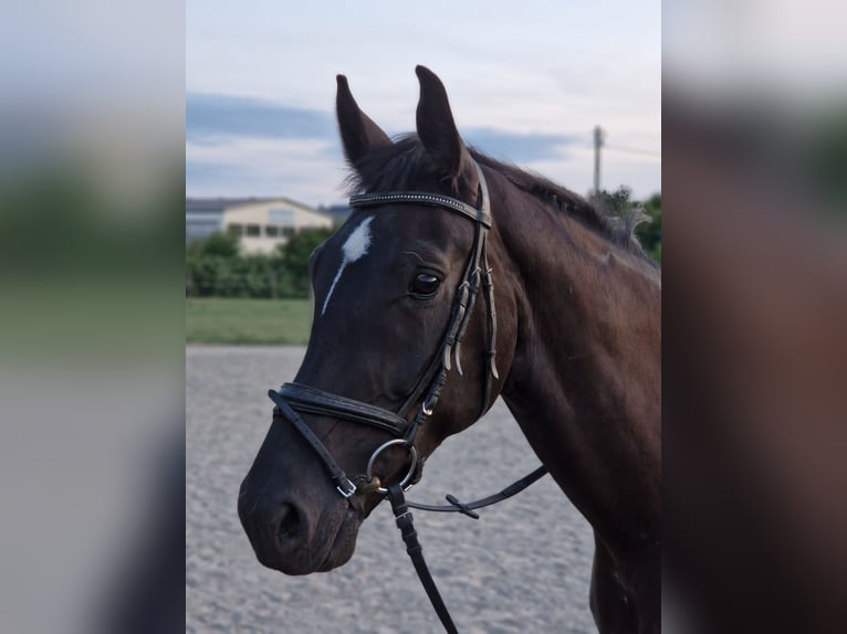 Koń wirtemberski Wałach 7 lat 172 cm Kara in Friedrichshafen