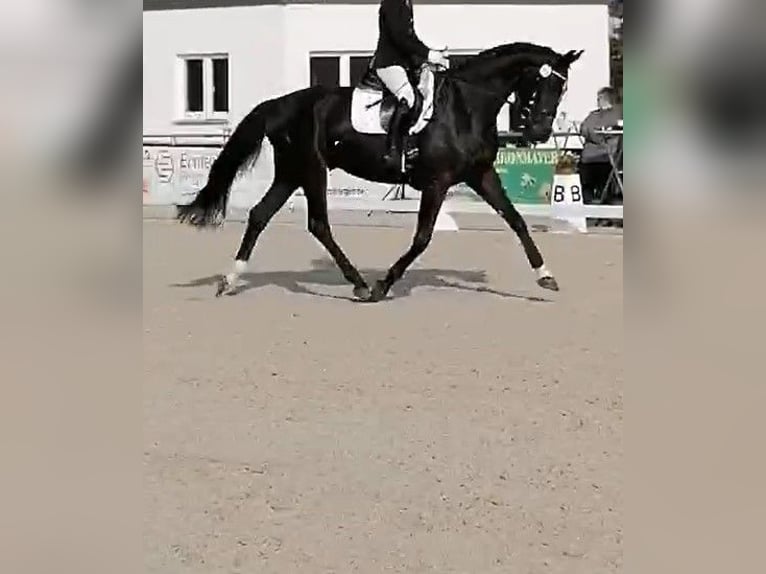 Koń wirtemberski Wałach 7 lat 172 cm Kara in Friedrichshafen