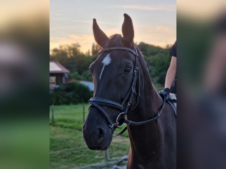Koń wirtemberski Wałach 7 lat 172 cm Kara in Friedrichshafen