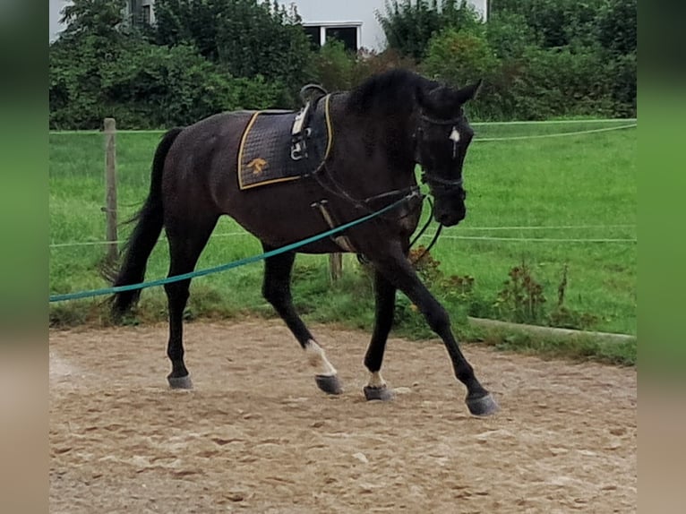 Koń wirtemberski Wałach 7 lat 172 cm Kara in Friedrichshafen