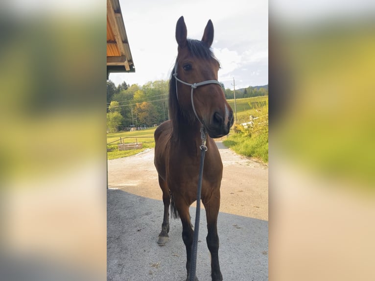 Koń wirtemberski Wałach 8 lat 157 cm Gniada in Friesach