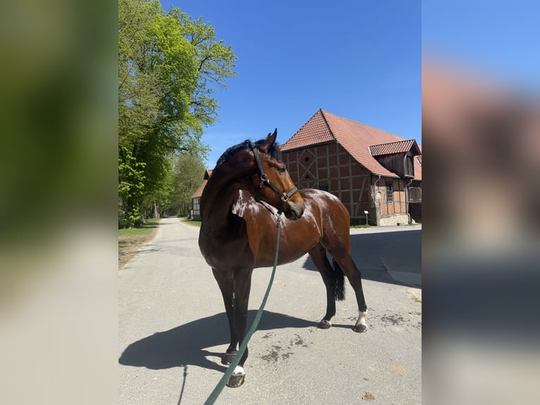 Koń wirtemberski Wałach 8 lat 178 cm Gniada in Steinheim