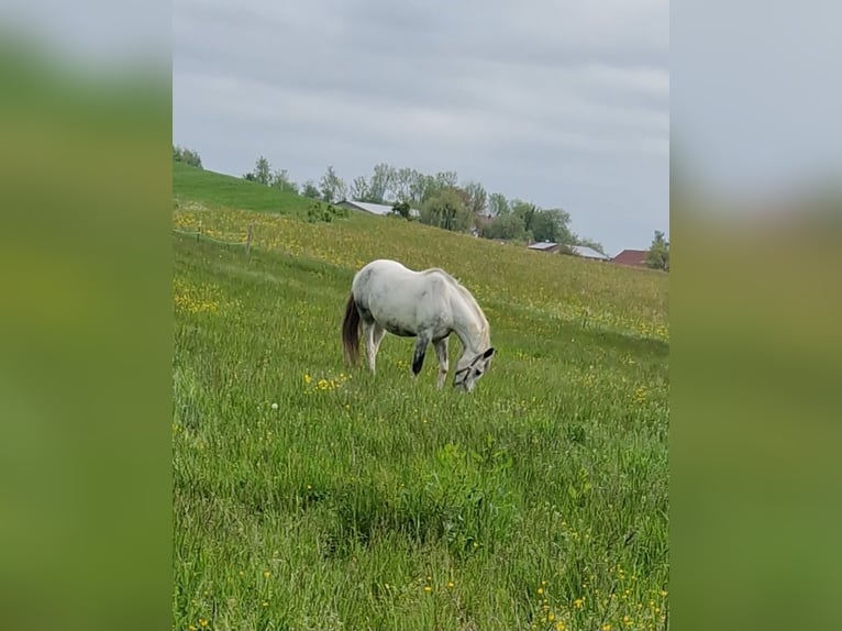 Koń wirtemberski Wałach 12 lat 168 cm Siwa in Horgenzell