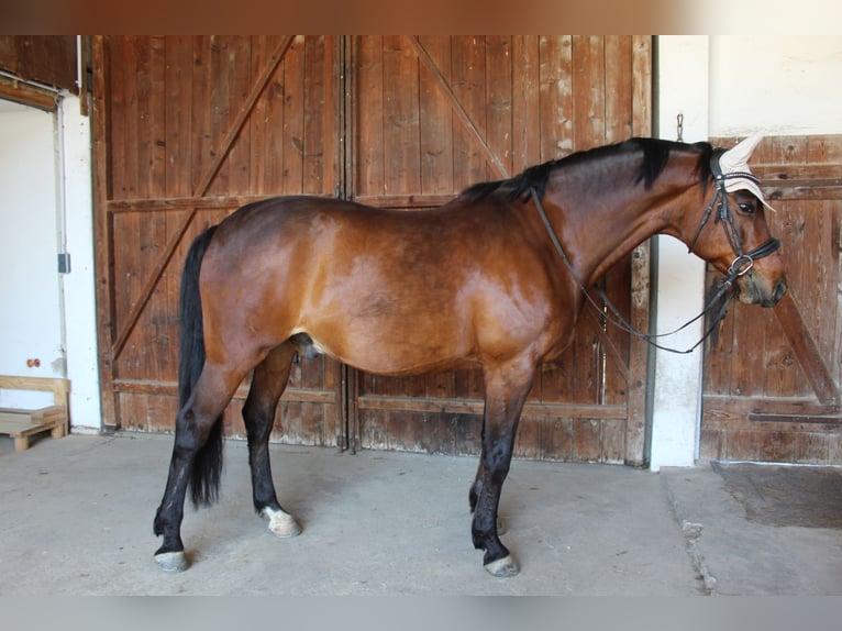 Koń wirtemberski Wałach 12 lat 170 cm Gniada in Traismauer
