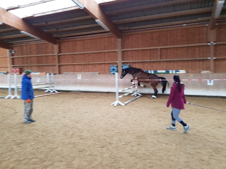 Koń wirtemberski Wałach 12 lat 172 cm Gniada in Großbettlingen