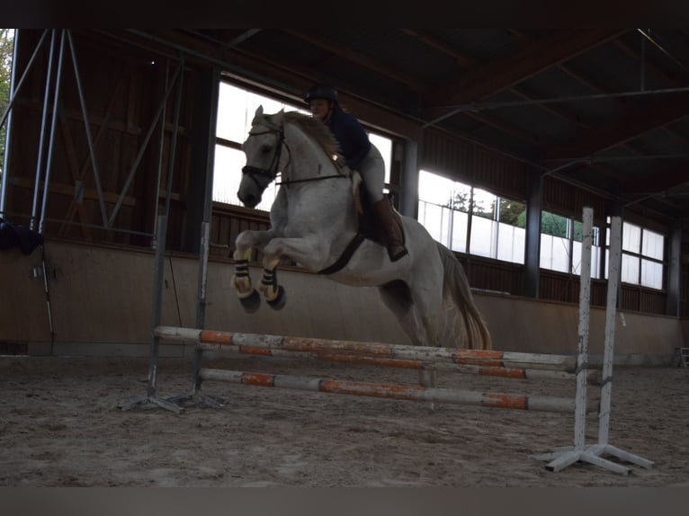 Koń wirtemberski Wałach 12 lat 175 cm Siwa in Sinsheim